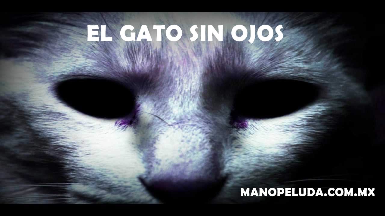 gatosinojosTITLE